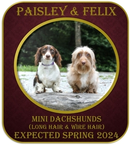 Mini Dachshunds (Paisley x Felix)